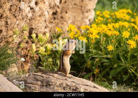 Chipmunk mit gefüllten Wangen, Grand Teton National Park, Wyoming, USA Stockfoto