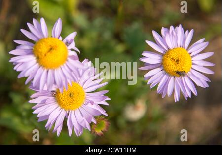 Felder mit Wildblumen auf dem Teton Crest Trail, Grand Teton National Park, Wyoming, USA Stockfoto