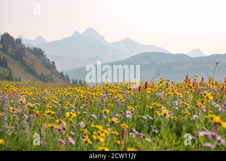 Felder mit Wildblumen auf dem Teton Crest Trail, Grand Teton National Park, Wyoming, USA Stockfoto