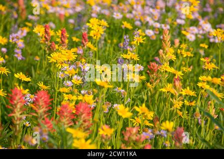 Felder mit Wildblumen auf dem Teton Crest Trail, Grand Teton National Park, Wyoming, USA Stockfoto