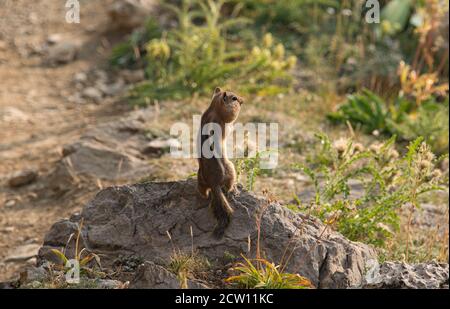 Chipmunk mit gefüllten Wangen, Grand Teton National Park, Wyoming, USA Stockfoto