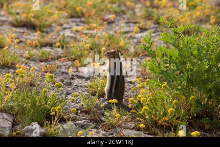 Chipmunk mit gefüllten Wangen, Grand Teton National Park, Wyoming, USA Stockfoto