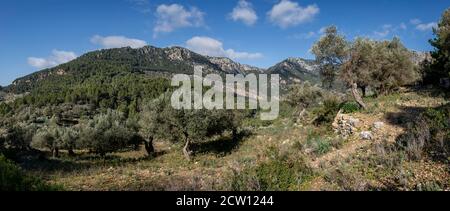 olivar de Pastoritx, Valldemossa, Mallorca, Balearen, Spanien Stockfoto