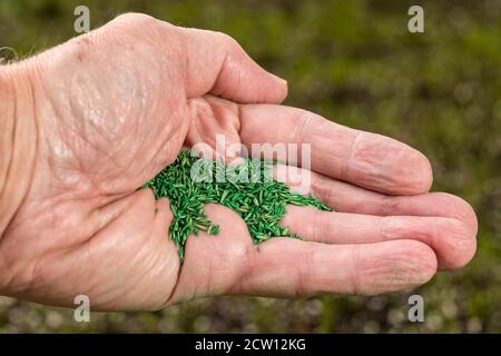 Senior männlichen kaukasischen Hand hält grün beschichtete Gras Samen für Reparatur Rasen mit neuen Trockenresistenten Mischung Stockfoto