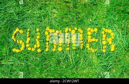 Gelbe Löwenzahn auf grünem Gras macht Wort Sommer Stockfoto