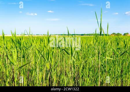 Grün saftiges Gras und wolkigen Himmel - Natur Hintergrund Stockfoto