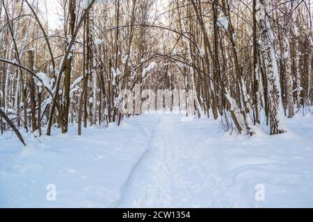 Weg durch schönen einsamen Winter schneebedeckten Wald Stockfoto