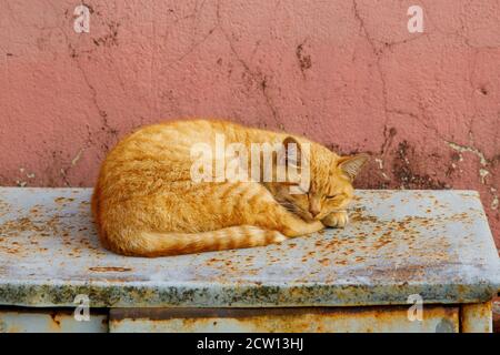 Street Red Cat schläft auf einer Stadtstraße Stockfoto