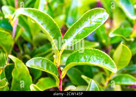 Frische grüne Teeblätter mit Regentropfen auf Teeplantage. Nahaufnahme Stockfoto