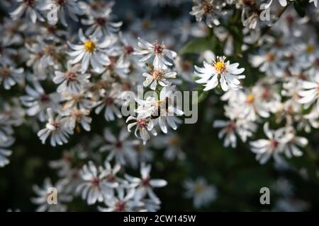 Weißholz-Aster oder Aster divaricatus mit einer Biene Die weißen sternförmigen Blüten Stockfoto