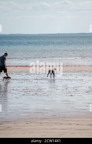 Mann in Shorts zu Fuß mit Hunden am Strand in Bridlington East Yorkshire Stockfoto