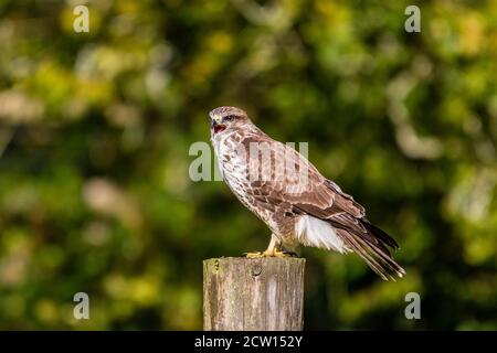 Bussard auf der Nahrungssuche in der Mitte von Wales Sommersonne Stockfoto