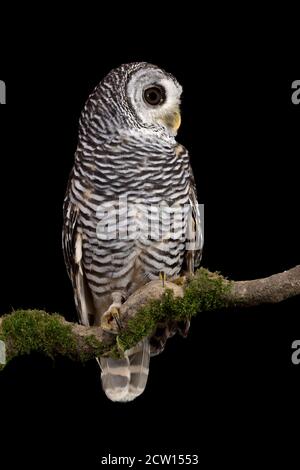 Ein wunderbares Raubtier, die Rufous-beinige Eule (Strix rufipes) Stockfoto