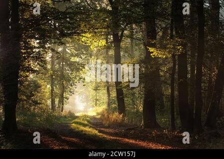 Waldweg auf einem nebligen frühen Herbstmorgen Stockfoto