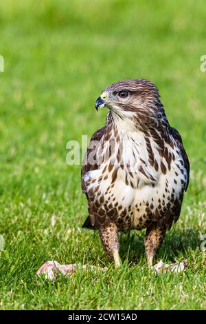 Bussard auf der Nahrungssuche in der Mitte von Wales Sommersonne Stockfoto