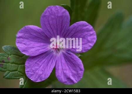 Wilde Blume Geranium sylvaticum im Wald. Bekannt als Waldgeranie oder Holzkran-Schnabel. Violette Blume auf grünem Hintergrund. Stockfoto