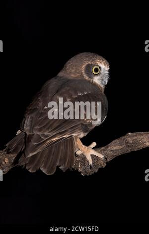 Das Morepork im Dunkeln (Ninox novaeseelandiae) Stockfoto