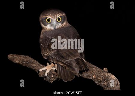 Das Morepork im Dunkeln (Ninox novaeseelandiae) Stockfoto