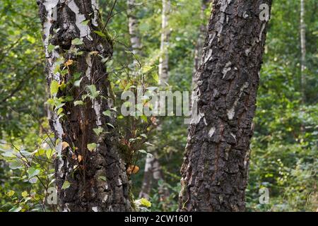 Blick auf zwei Birkenstämme in einem Laubwald. Im Hintergrund mehr Birken. Stockfoto