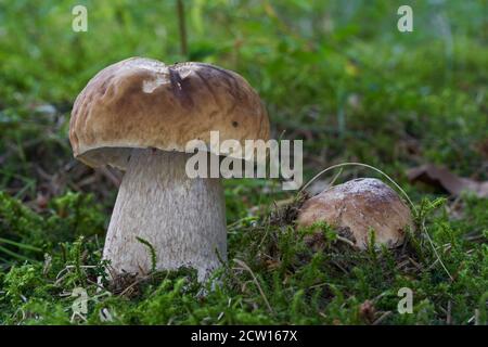 Essbarer Pilz Boletus edulis im Fichtenwald. Bekannt als Cep oder Penny Bun. Zwei Bolete Pilze wachsen im Moos. Stockfoto