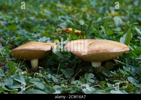 Essbarer Pilz Suillus collinitus auf einer gemähten Bergwiese. Zwei Wildpilze wachsen im Gras. Stockfoto