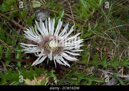 Heilpflanze Carlina acaulis am Rande des Birkenwaldes. Bekannt als Silberdistel oder stielloser Carline-Distel. Natürlicher Zustand. Stockfoto