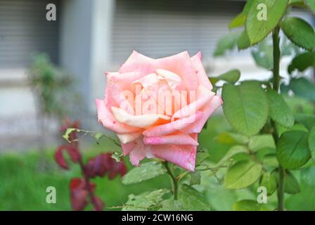 Schöne rosa Rose Knospen mit Tropfen Wassertau und grünen Blättern. Bokeh. Stockfoto