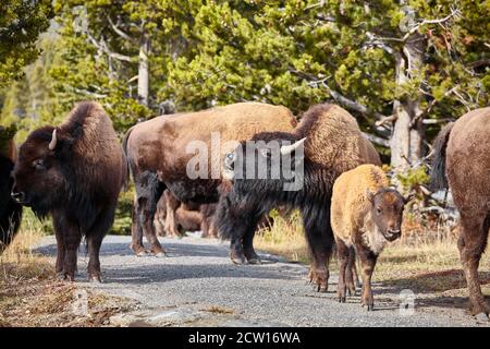 Herde amerikanischer Bison (Bison Bison) auf einem Wanderweg im Yellowstone National Park, selective Focus, Wyoming, USA. Stockfoto