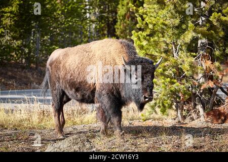 Der amerikanische Bison (Bison Bison) im Yellowstone-Nationalpark, Wyoming, USA. Stockfoto