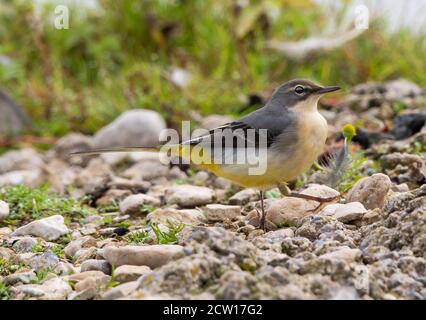 Juvenile Grey Wagtail in Slimbridge WWT Gloucestershire UK Stockfoto