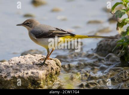 Juvenile Grey Wagtail in Slimbridge WWT Gloucestershire UK Stockfoto