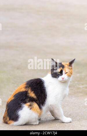 Porträt einer dreifarbigen Katze, die nach rechts schaut, Vorderansicht, mit verschwommenem Hintergrund Stockfoto