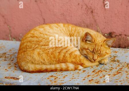 Street Red Cat schläft auf einer Stadtstraße Stockfoto