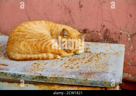 Street Red Cat schläft auf einer Stadtstraße Stockfoto