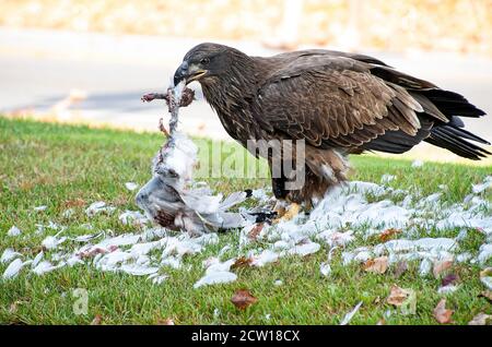 Unreifer Weißkopfseeadler, der eine Möwe auf Gras frisst Stockfoto