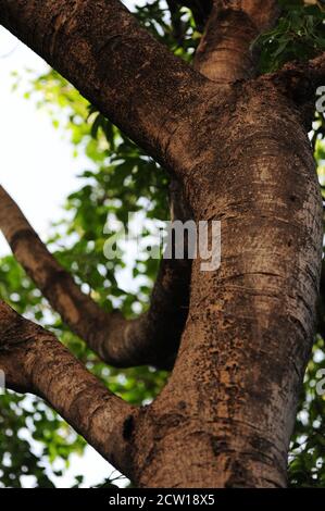 Ernte Teil eines Baumstammes und Zweige von unten Stockfoto