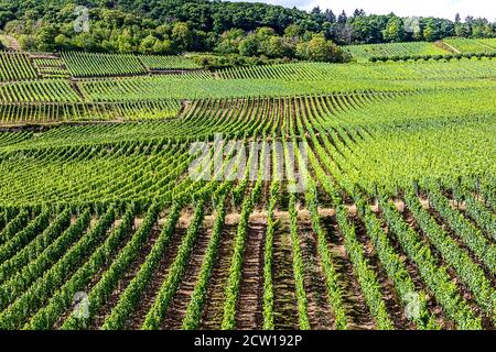Lange grüne Reihen von Weinbergen in der Weinbaustadt Rüdesheim am Rhein, Hessen, Deutschland Stockfoto