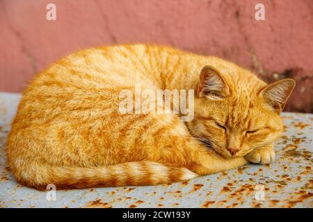 Street Red Cat schläft auf einer Stadtstraße Stockfoto