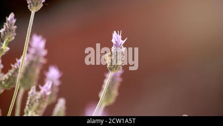 Biene thront auf einer Lavendelblüte Stockfoto