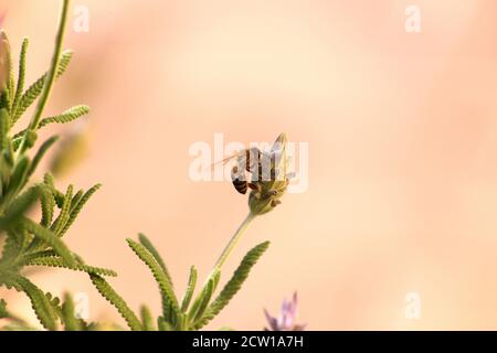 Biene thront auf einer Lavendelblüte Stockfoto