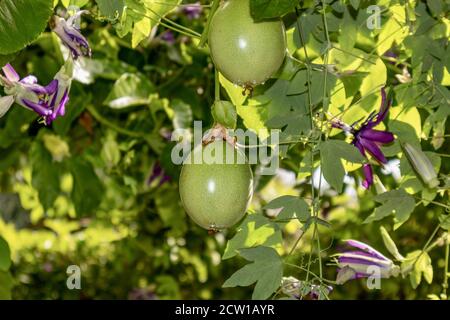 Passionsfrucht auf der Rebe Reifung Stockfoto