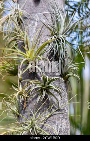 Luftpflanzen auf einem Baum aus der Nähe Stockfoto