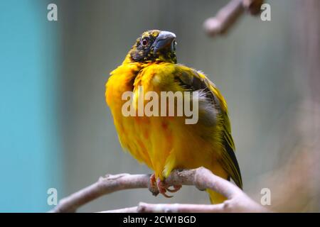 Verschnaufte Dorfweber, ploceus cucullatus auf einem Ast bleibend Stockfoto