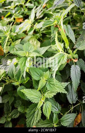 Nahaufnahme eines Feldes von Brennnesseln, offiziell bekannt als Urtica dioica. Stockfoto