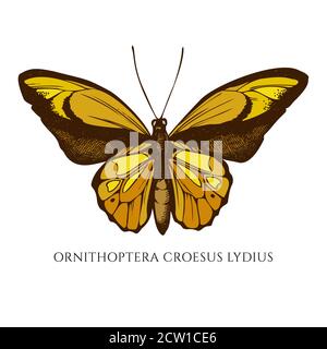 Vektor-Set von Hand gezeichnet farbigen wallace goldenen Vogelflügel Stock Vektor