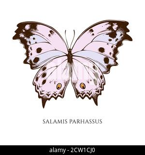 Vektor-Set von Hand gezeichnet farbigen Wald Perlmutt Stock Vektor