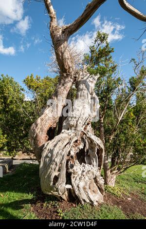 Die Aldworth Yew, ein alter Baum, der mehr als tausend Jahre alt ist, auf dem Kirchhof von St Marys Church, Aldworth, Berkshire, Großbritannien