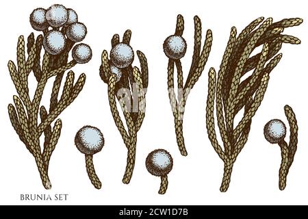 Vektor-Set von Hand gezeichnet farbigen Brunia Stock Vektor