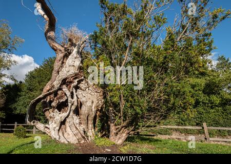 Die Aldworth Yew, ein alter Baum, der mehr als tausend Jahre alt ist, auf dem Kirchhof von St Marys Church, Aldworth, Berkshire, Großbritannien