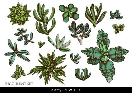 Vektor-Set von Hand gezeichnet farbigen Sukkulente Stock Vektor